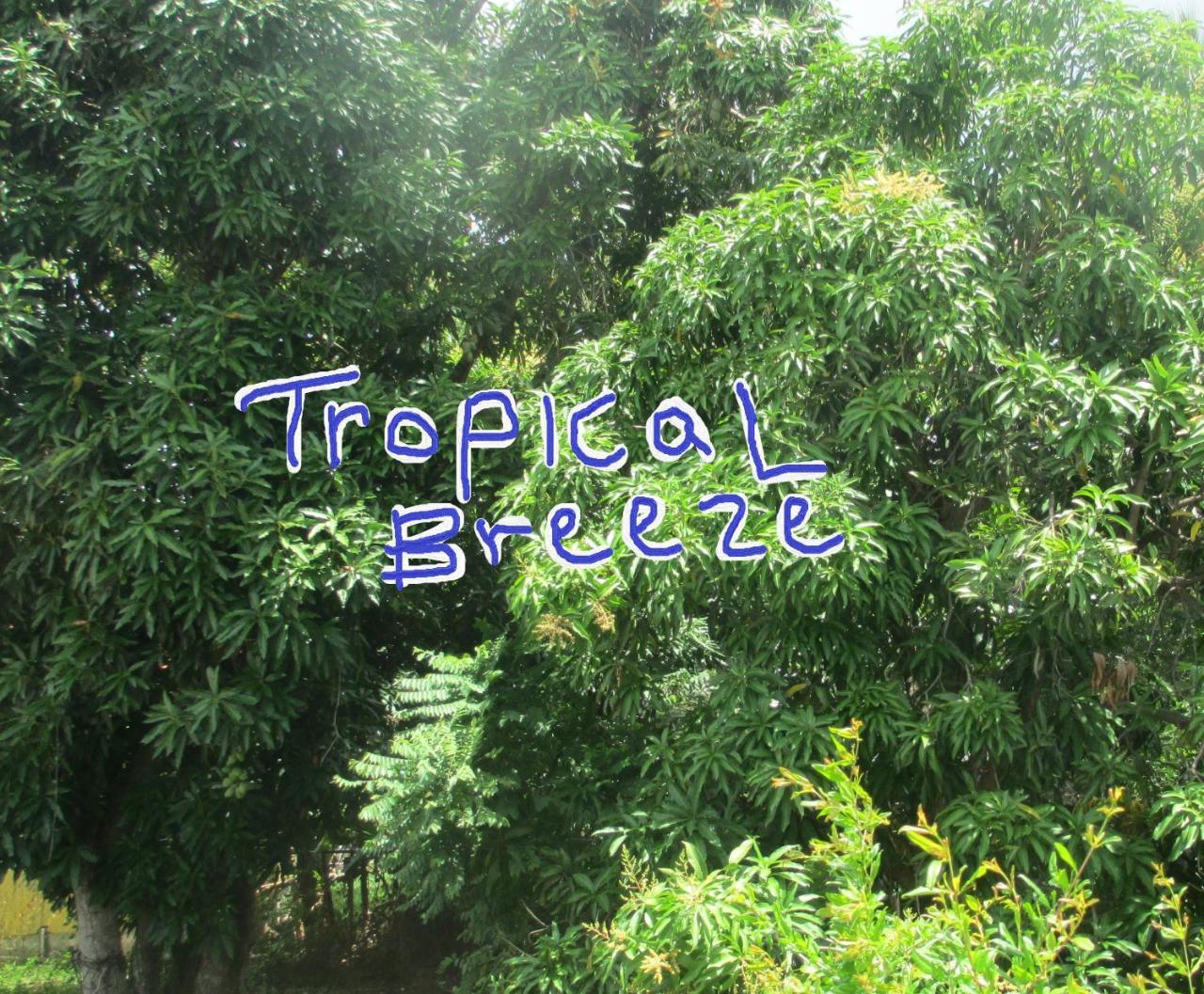 Tropical Breeze Vacation Home And Apartments Gros Islet Eksteriør billede